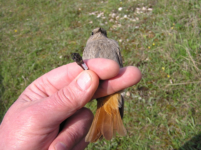 Black Redstart, Sundre 20100515